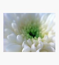 White Chrysanthemum Flower. Photographic Print