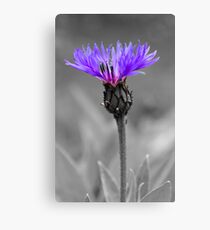 Greater Knapweed Canvas Print