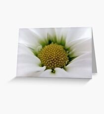 White Daisy Flower Greeting Card
