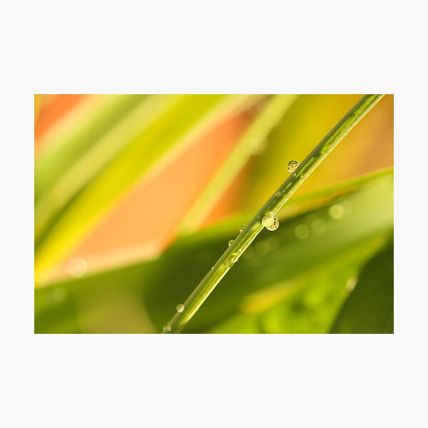 Colourful Raindrops Photographic Print
