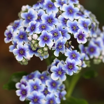Vorschaubild zum Design Chatham Island Forget-Me-Not von coffeebean