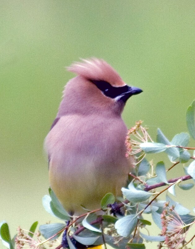 "Cedar waxwing" by DDowning | Redbubble