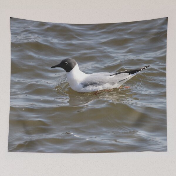 Item preview, Bonaparte Gull Nine designed and sold by Susie Kramer.