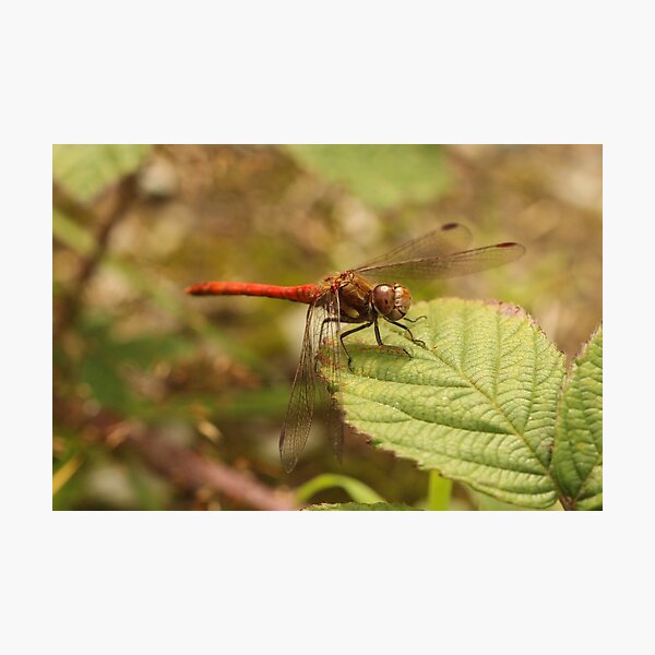 Are you looking at me? Photographic Print