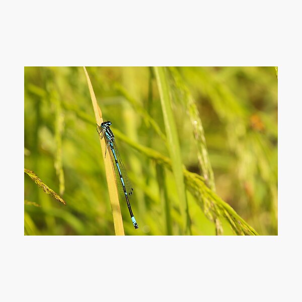 Dainty Damsel Photographic Print