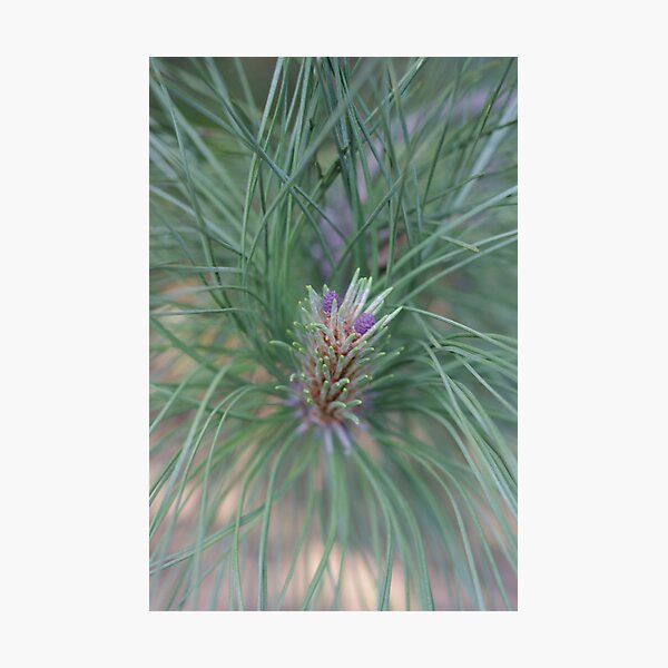 Item preview, New Growth Pine designed and sold by Tom  Reynen.