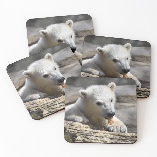Item preview, Polar Bear Cub at the Toledo Zoo designed and sold by Zoo and Nature Photography by Karie.