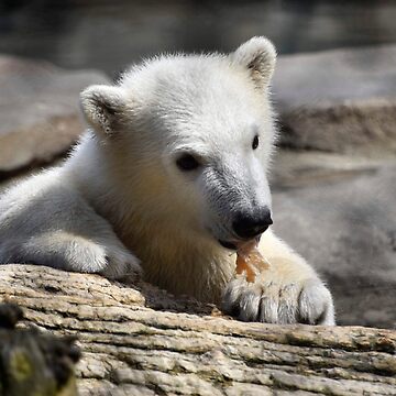 ShopZoo Protect The Polar Bear Moms & Cubs Kids Tee SML