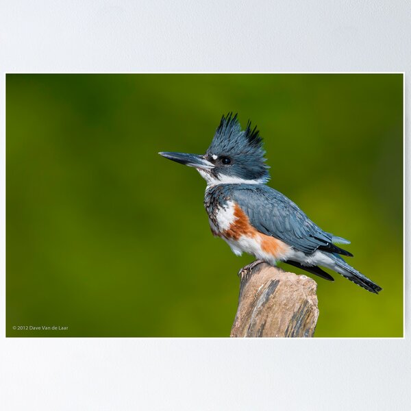 Belted kingfisher (female)