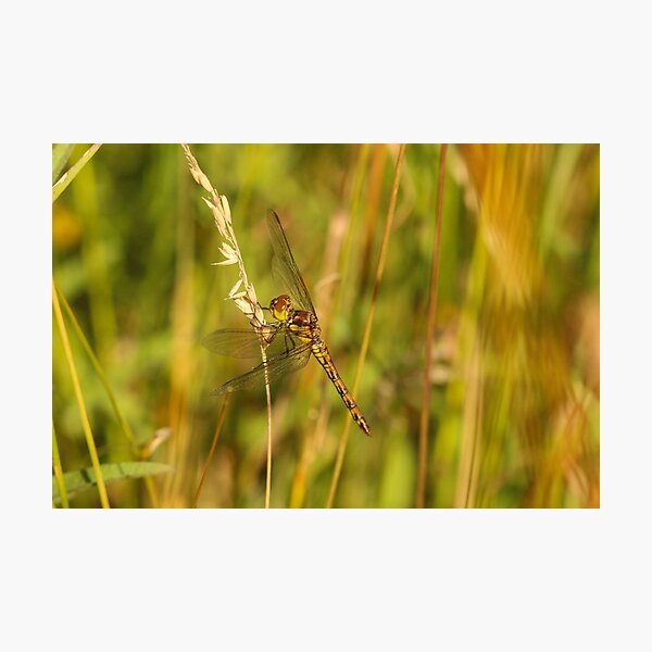 Late Summer Dragon Photographic Print