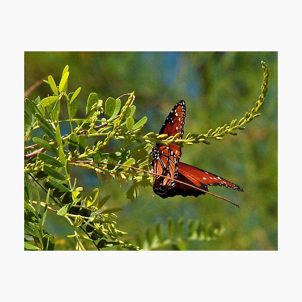 Item preview, Butterfly in the Arid Garden designed and sold by Linda Gregory.