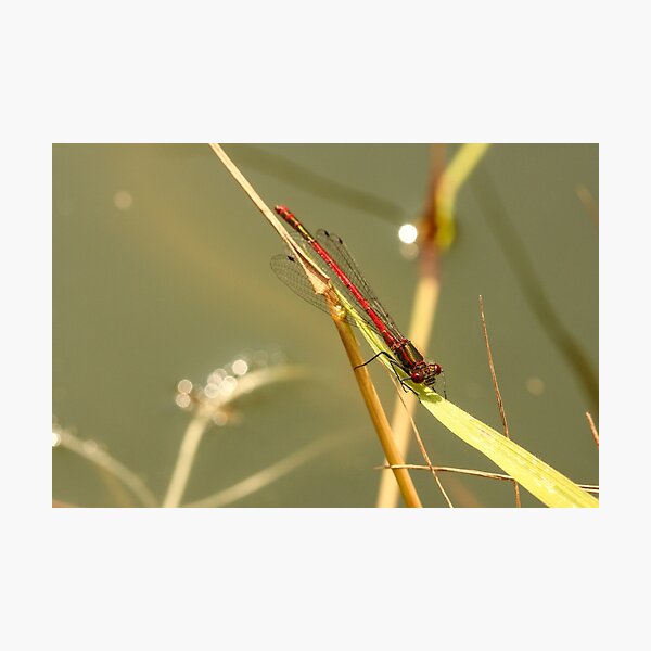 Resting Red Photographic Print