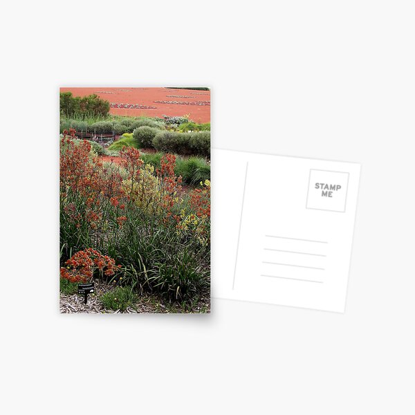 Australian Garden_Royal Botanic Gardens Cranbourne Postcard
