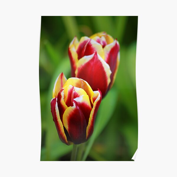 Tulips Poster
