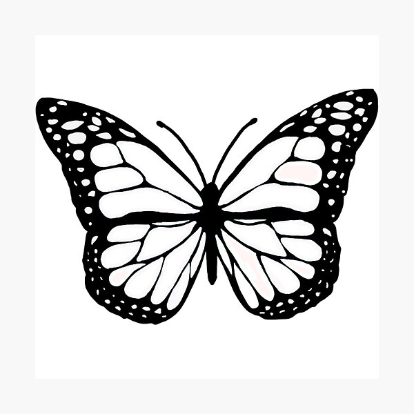 white butterfly Photographic Print