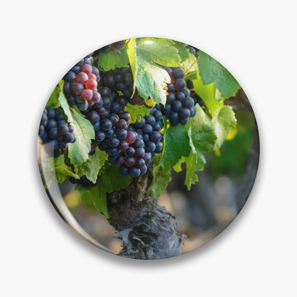 Item preview, First morning lights on vineyards designed and sold by Gaël FONTAINE.