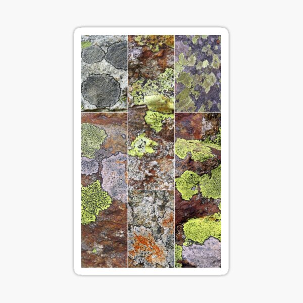 Item preview, lichen designed and sold by KathleenDawson.