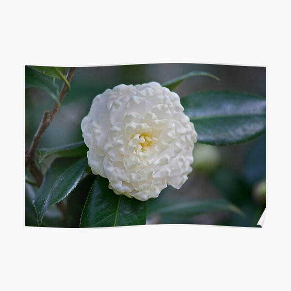 Soft White Petals Poster