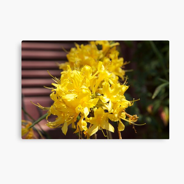 Yellow Azaleas Canvas Print