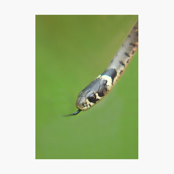 Aperçu de l'œuvre Grass snake créée et vendue par miradorpictures.