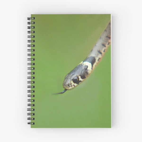 Item preview, Grass snake designed and sold by miradorpictures.
