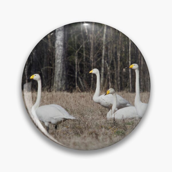 Item preview, On the warm field today. Whooper swan designed and sold by Jouko Lehto Photography.