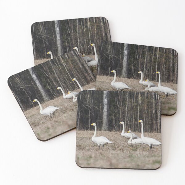 Item preview, On the warm field today. Whooper swan designed and sold by Jouko Lehto Photography.