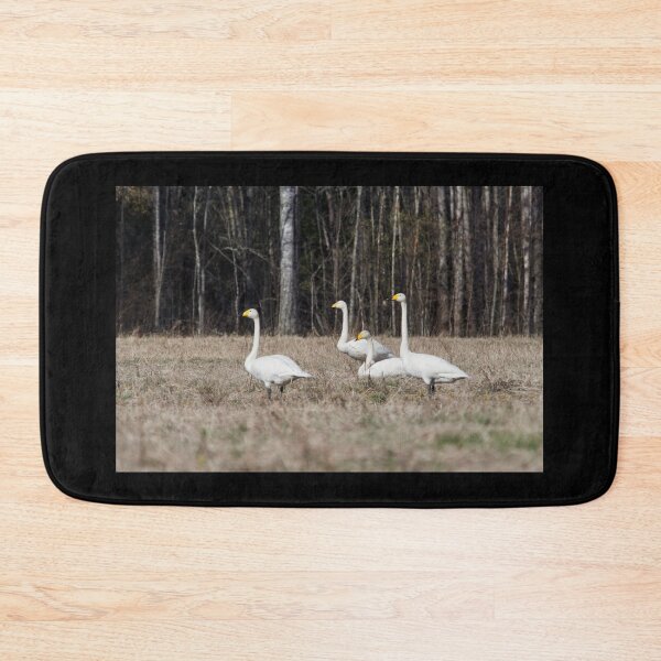 Item preview, On the warm field today. Whooper swan designed and sold by Jouko Lehto Photography.