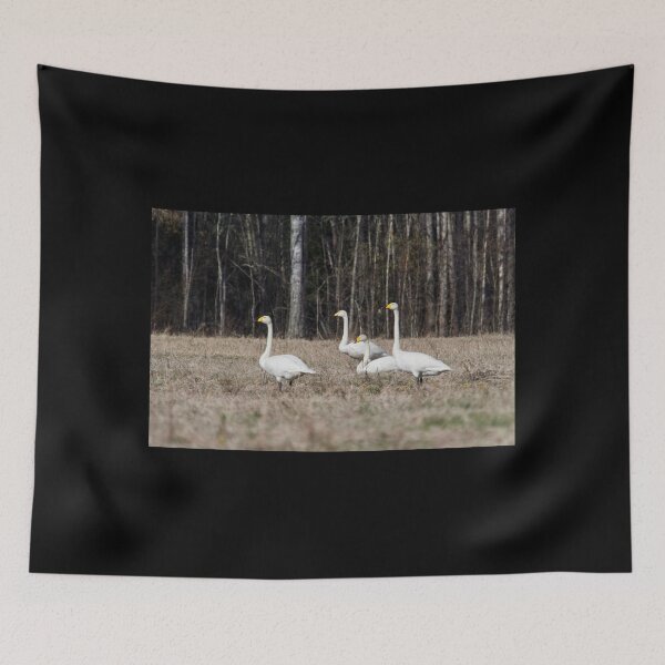 Item preview, On the warm field today. Whooper swan designed and sold by Jouko Lehto Photography.