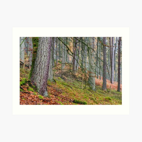 Pine Forest in Claerwen Valley Mid Wales Art Print