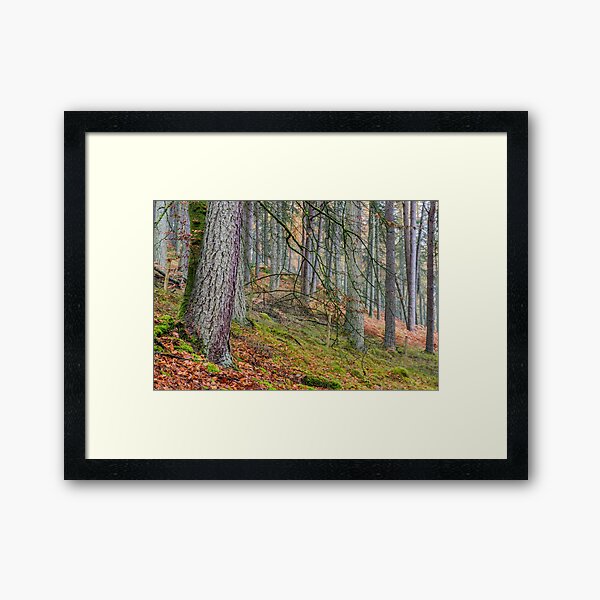 Pine Forest in Claerwen Valley Mid Wales Framed Art Print