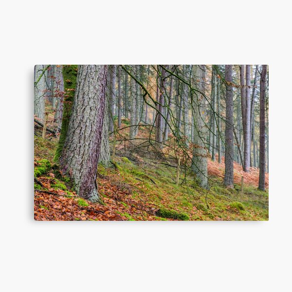 Pine Forest in Claerwen Valley Mid Wales Canvas Print