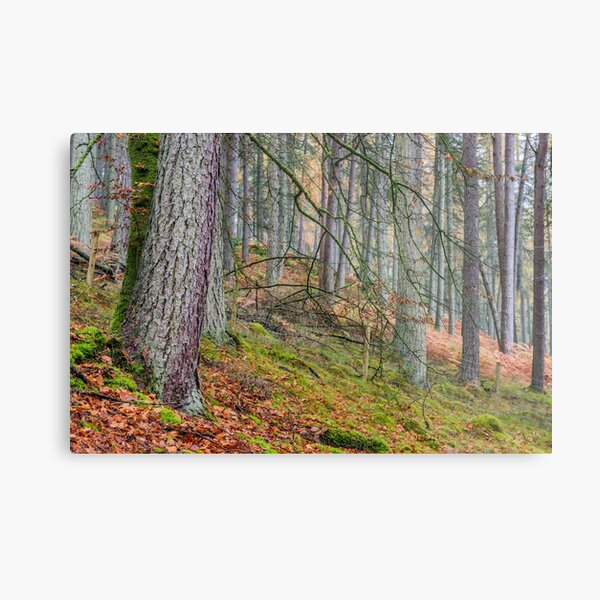 Pine Forest in Claerwen Valley Mid Wales Metal Print