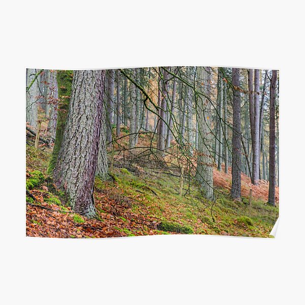 Pine Forest in Claerwen Valley Mid Wales Poster