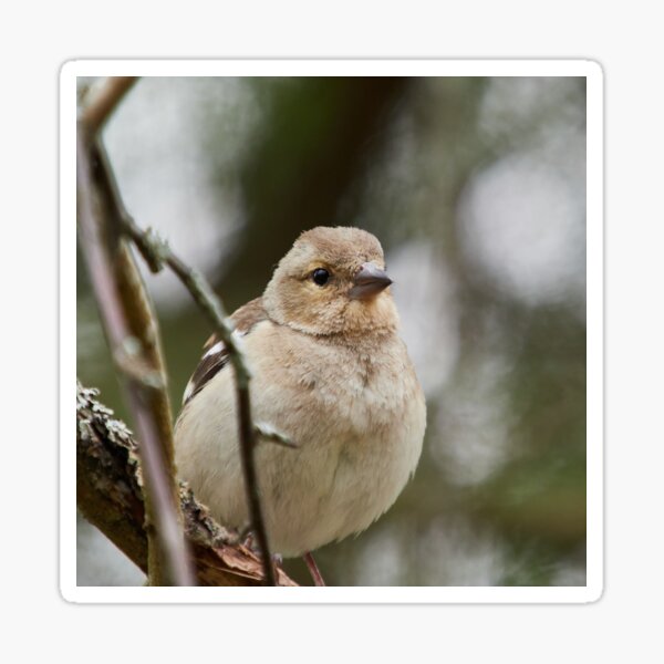 Sticker Pinson Des Arbres Dessin Au Crayon Par Lezvee Redbubble