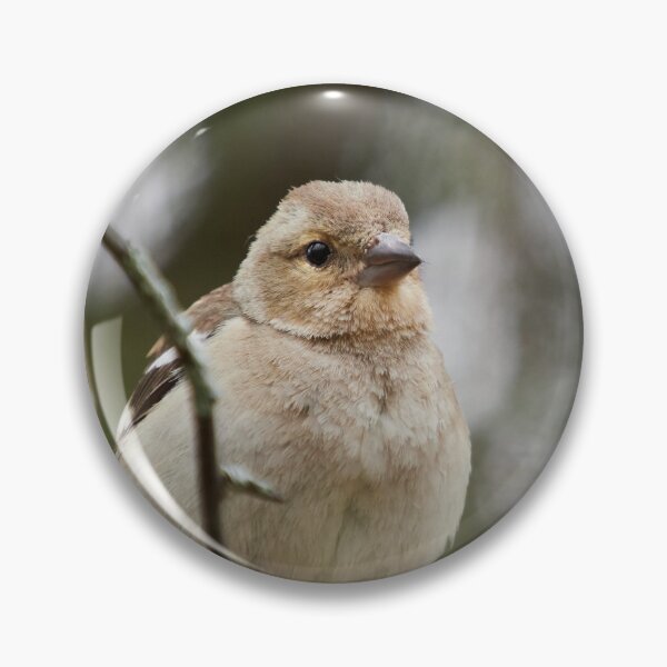 Item preview, Up close and personal. Common chaffinch designed and sold by Jouko Lehto Photography.