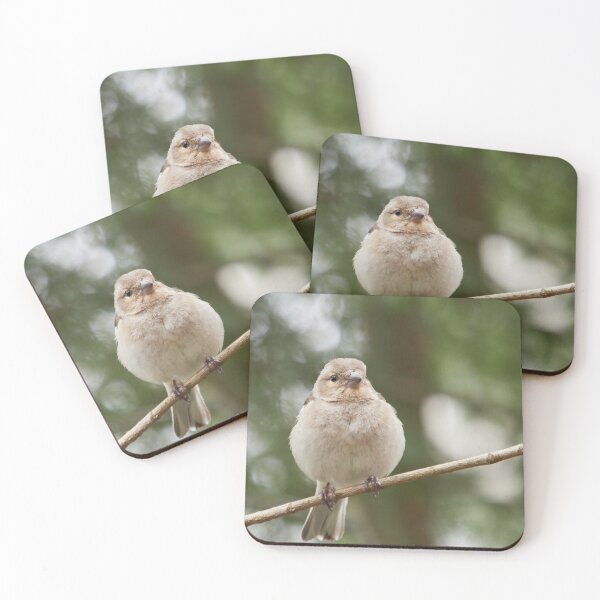 Item preview, How does it feel to be the most common bird here. Common chaffinch designed and sold by Jouko Lehto Photography.