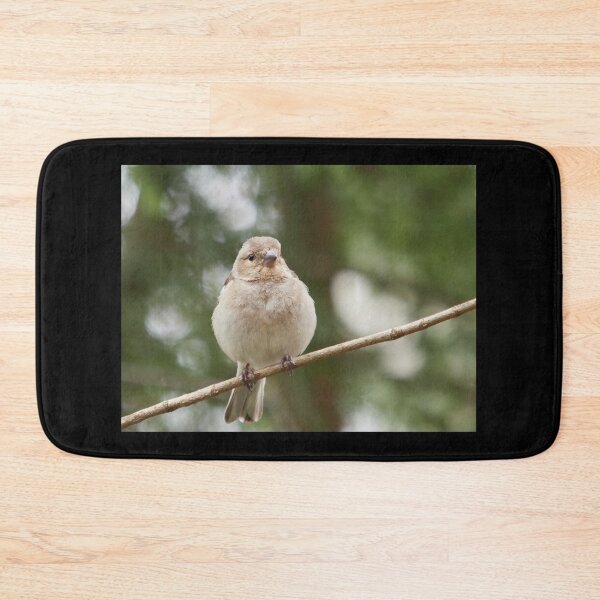 Item preview, How does it feel to be the most common bird here. Common chaffinch designed and sold by Jouko Lehto Photography.