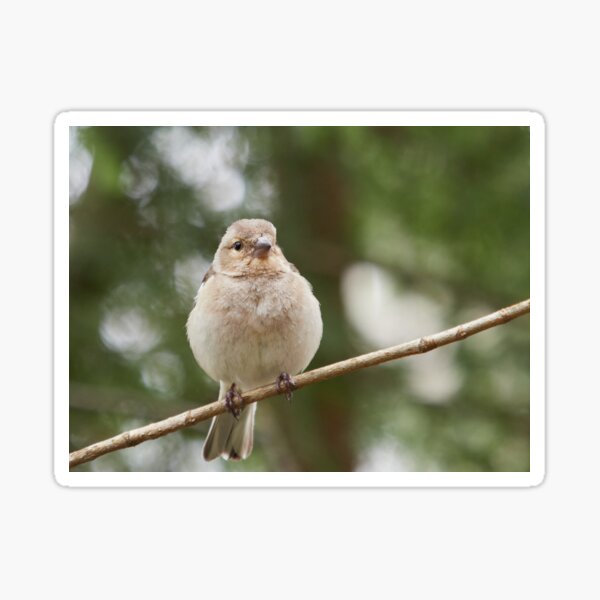 Sticker Pinson Des Arbres Dessin Au Crayon Par Lezvee Redbubble