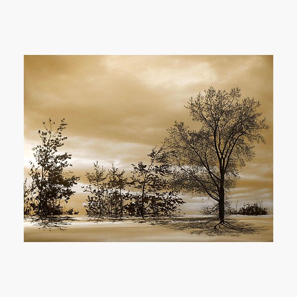 Serenade ! Photographic Print