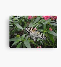 Alighting Canvas Print