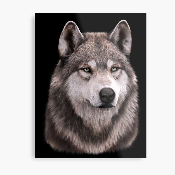 Arctic Wolf Puppy Wall Art Redbubble - pet wolf rider alpha legend of you roblox