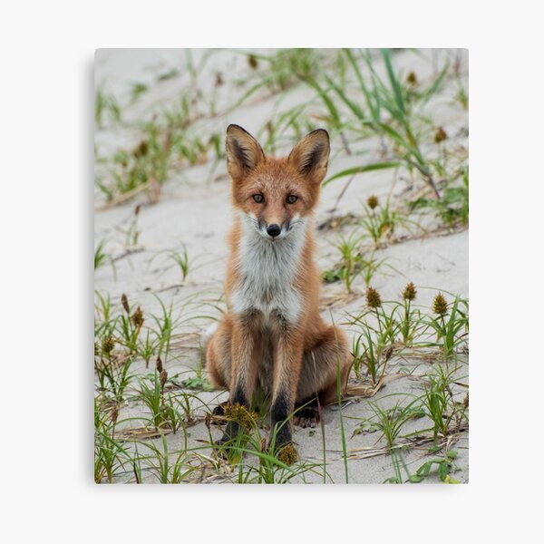 Produits Sur Le Theme Conception De Renard Roux Redbubble