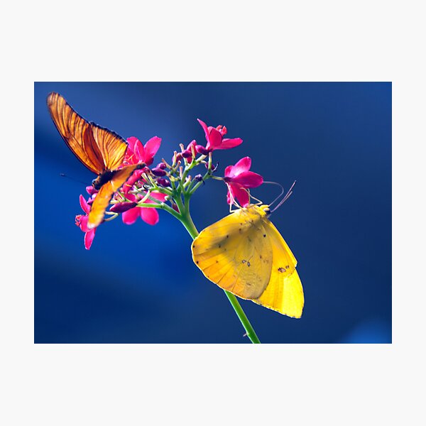 Item preview, Butterfly's designed and sold by TommyRowe.