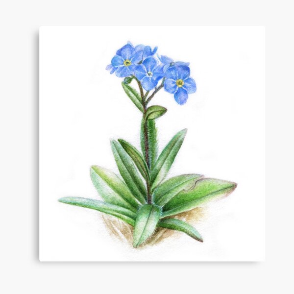 Forget Me Not Blue Flower Watercolor Art By Sarah Trett Redbubble