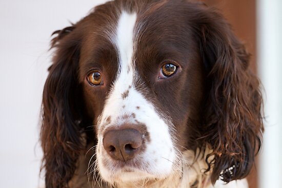 "Brown and White Springer Spaniel Portrait" Photographic Print by ...