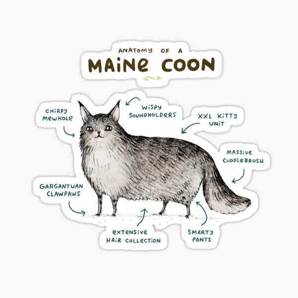 indstudering Kapel spisekammer Anatomy of a Maine Coon" Sticker by SophieCorrigan | Redbubble