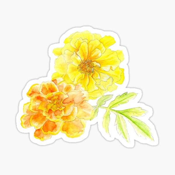 French marigolds orange yellow watercolor art Sticker