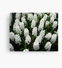 Heavenly Hyacinths - Keukenhof Gardens Leinwanddruck