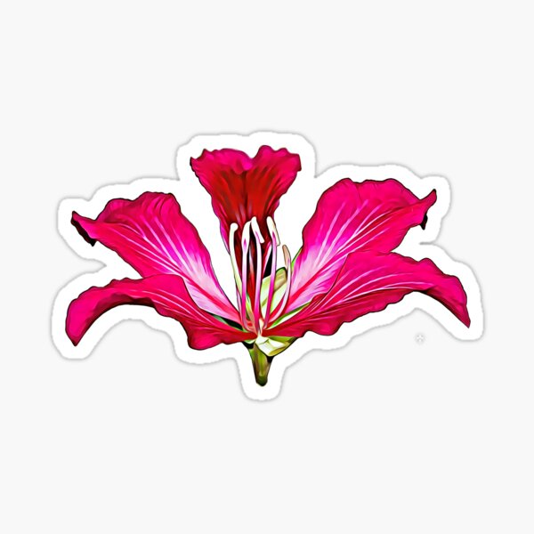 Pink Lily Flower in Bloom. Sticker